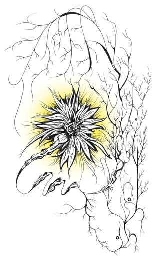 an illustration of sorts showing a flower black lines with a bit of yellow